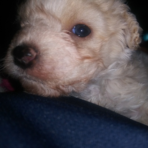 Meet your Posher, Daisy - Picture 1 of 1